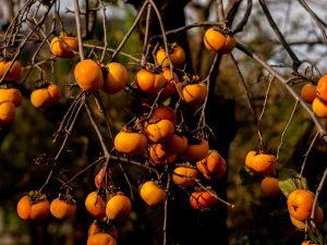 Alternative view of Persimmon Soap Bar – Natural Deodorizing Soap