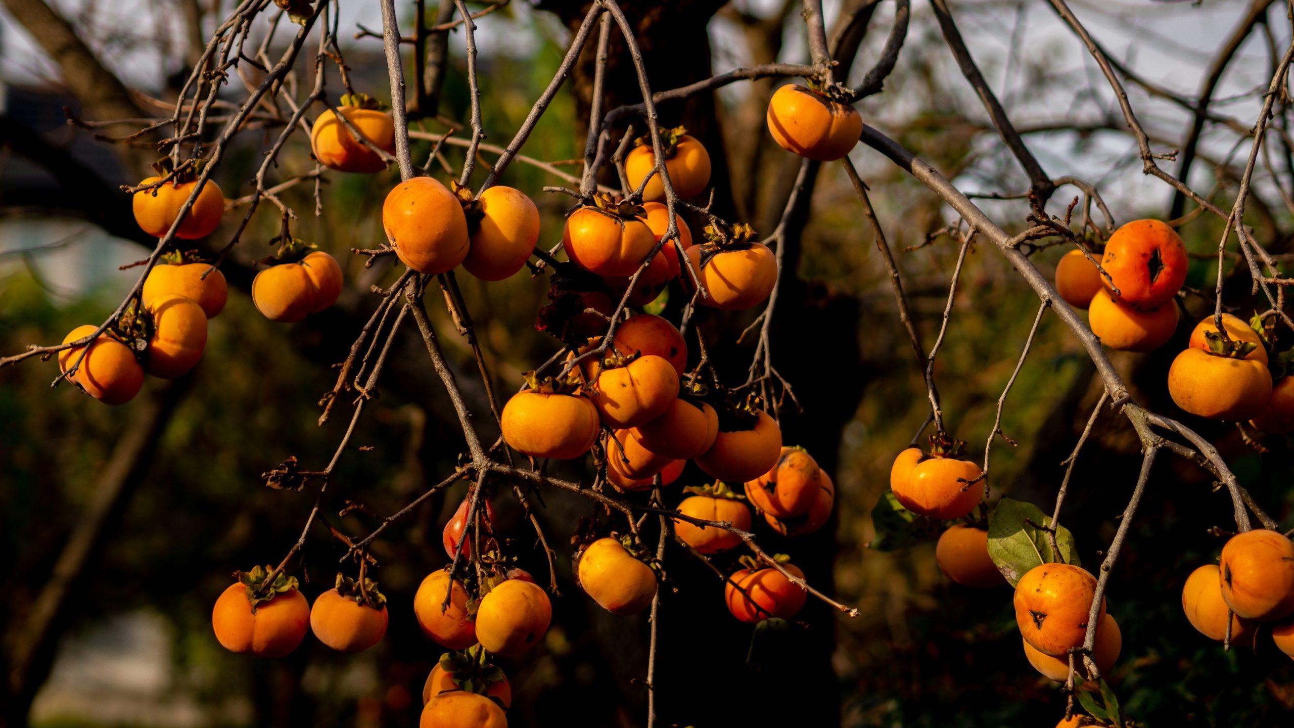 Persimmon Bar Soap - Image 2